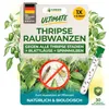 Orius Raubwanzen gegen Thripse - 1x Röhrchen - Thripse Produktbild-Vorschau 1