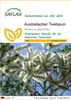 SAFLAX - Australischer Teebaum - Melaleuca alternifolia - Produktbild-Vorschau 1