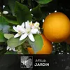 Oranger - agrume méditerranéen - arbre fruitier - ↕ 120-130 Voir les images du produit 2