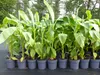 Bananenstaude Banane Musa Basjoo 140 - 170 cm winterhart Produktbild-Vorschau 7