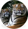 MuchoWow® Rundes Wandbild - Runde Bilder Tiger - Wald - Produktbild-Vorschau 1