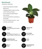 Dehner Baumfreund White Wave, Philodendron, grün-weiß Produktbild-Vorschau 2