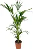 Palma Kentia (Howea forsteriana), pianta da appartamento, Anteprima dell’immagine prodotto 1