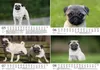 Mopszauber DIN A5 Kalender für 2027 Mops Hunde und Welpen - Produktbild-Vorschau 3