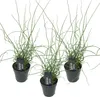 3er Set - Juncus Spiralis - Korkenzieherbinse - Liebeslocke Produktbild-Vorschau 1