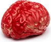 A realistic model of a human brain, colored red and beige, is presented against a white background. Produktbild-Vorschau