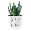 A potted succulent plant with green and white striped leaves sits in a white decorative pot. Anteprima dell’immagine prodotto
