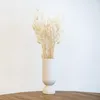 Lagurus Hasenschwanz Samtgras Trockenblumen 60-70cm DIY Produktbild-Vorschau 1