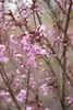 Prunus serrulata 'Royal Burgundy', Zierkirsche, dunkelrosa, Produktbild-Vorschau 4