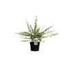 2 x  Andenstrauch  - Escallonia « Donard Seedling »  | Voir les images du produit 2