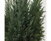 A close-up view of the foliage of a conifer tree. Náhled obrázku produktu