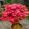 Semena Acer Palmatum - balení 10 ks - Exotická semena - Náhled obrázku produktu 6