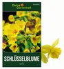 Wiesen-Schlüsselblume Samen - Primula veris - Produktbild-Vorschau 1