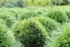 Pinus strobus 'Minima', Weymouth-Kiefer, kompakt, 25–30 cm Produktbild-Vorschau 1