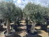 Olivenbaum XXL ca. 60 Jahre Alt Winterhart bis -17 Höhe ca. Produktbild-Vorschau 7