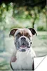 MuchoWow® Poster Ein Boxer mit schönen Sonnenstrahlen Produktbild-Vorschau 1