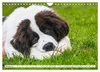 Traumhund Landseer (Wandkalender 2027 DIN A4 quer), Produktbild-Vorschau 13