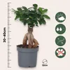 Bonsai - 4 szt - Ficus microcarpa - Wysokość 30-40cm - Podgląd zdjęcia produktu 2