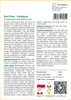 SAFLAX - Red River - Eukaliptus - 200 Nasiona - Eucalyptus Podgląd zdjęcia produktu 3