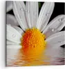 Bild auf Leinwand - Leinwandbild - Kraut Kamille Blume Produktbild-Vorschau 1