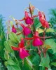 Fuchsia magellanica 'M.Popple', Fuchsie, rot-violett, ca. Produktbild-Vorschau 3