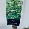 A plant tag with an image of young figs and leaves, attached to a plant stem. Voir les images du produit