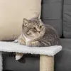 Schody pro domácí mazlíčky PawHut s míčkem na škrábání, Náhled obrázku produktu 9