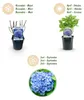 GreenboutiQ - Hortensie - Hydrangea macrophylla Tricolour - Produktbild-Vorschau 5