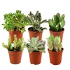 Zynesflora Mini Sukkulenten Mix im Ø 5.5 cm Pflanzentopf - Produktbild-Vorschau 1