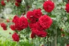 Rosa 'Amadeus', Kletterrose, leuchtend rot, 5-7,5 Liter Produktbild-Vorschau 1