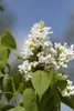 Syringa vulgaris 'Mme Lemoine', Flieder, weiß, 40–60 cm Produktbild-Vorschau 3