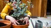 Toraf 10Pcs Eukalyptus Richtige Samen Immergrüner Baum Produktbild-Vorschau 13