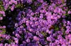 Kissen-Aster Kassel, im Topf - Aster dumosus Produktbild-Vorschau 2