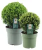 Plants by Frank | 2 Boules de houx du Japon | Ilex crenata Voir les images du produit 1