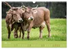 Allgäuer Rindvieh 2027 (Wandkalender 2027 DIN A3 quer), Produktbild-Vorschau 6