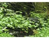 Hydrocotyle tripartita Kleeblatt Wasserpflanze Produktbild-Vorschau 4