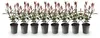 Green boutiQ - Plantes de haie - Photinia fraseri Carre Voir les images du produit 1