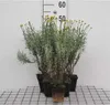 6 x Santolina chamaecyparissus - Herbe sacrée - Pot 9 x 9 Voir les images du produit 1