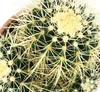 Echinocactus grusonii - Schwiegermutterstuhl - Kaktus - Produktbild-Vorschau 4