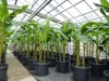Bananenstaude als 3er Gruppe  Banane Musa Basjoo 220 cm Produktbild-Vorschau 9