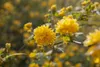 Kerria japonica 'Pleniflora', Ranunkelstrauch, gelb, 40–60 Produktbild-Vorschau 9