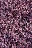 Stauden Gänge 1 x Acaena inermis 'Purpurea' - Purpur Produktbild-Vorschau 9