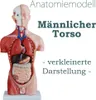 Anatomie Modell Torso des Menschen Anatomiemodell Produktbild-Vorschau 1