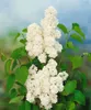 Syringa vulgaris 'Mme Lemoine', Flieder, weiß, 40–60 cm Produktbild-Vorschau 13