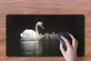 MuchoWow® Mauspad Mousepad Vögel - Schwan - Küken 60x30 cm Produktbild-Vorschau 3