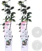 2er-Set - Trachelospermum Jasminoides - Toskanischer Jasmin Produktbild-Vorschau 2