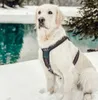 A white dog wearing a harness sits in the snow next to a body of water. Produktbild-Vorschau