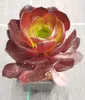 Semponium SURREAL® Vortex Voir les images du produit 3