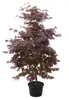 Roter Fächerahorn 170–180 cm | Acer palmatum Atropurpureum Produktbild-Vorschau 1