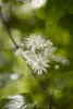 Clematis vitalba, Waldrebe, 40–60 cm, schnellwachsend Produktbild-Vorschau 4